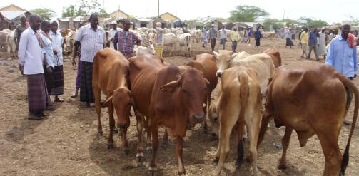 Bernard Bett/ILRI